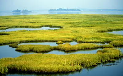 coastal wetland