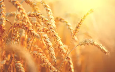 Adobe Stock Image: Wheat