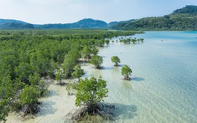 Mangrove swamp