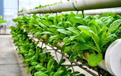 vertical farming