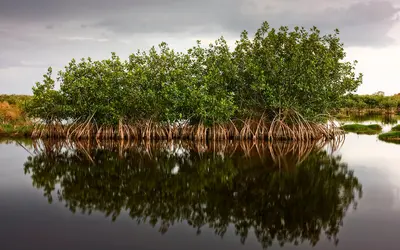 Blue carbon featured image