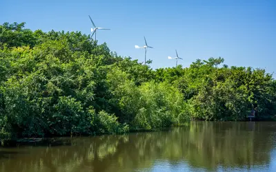 Mangrove forest with wind turbines