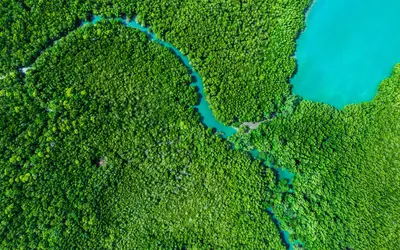 Mangrove from above