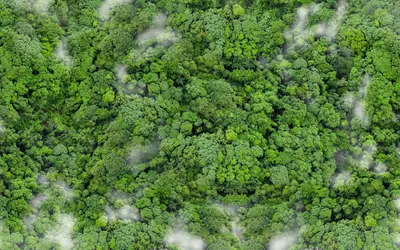 carbon sink forest