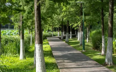 Curved wooden forest walkway