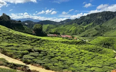 Panoramic view of Cameroon highland valleys with rolling green hills covered in tea plantations, scattered houses with red roofs, and forested mountains in the background under a bright blue sky with clouds.