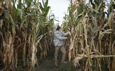 Goshime Muluneh, Director of Hawassa Maize Research Sub-center measuring plant height, Wondo Genet Research Center