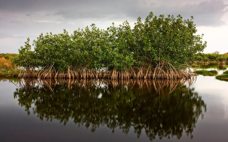 Blue carbon featured image
