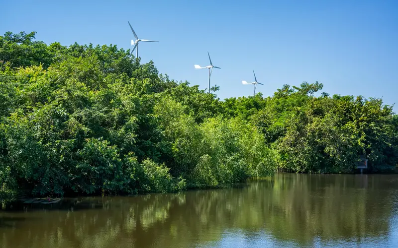 Mangrove forest with wind turbines