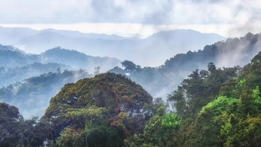 Nyungwe National Park, Rwanda