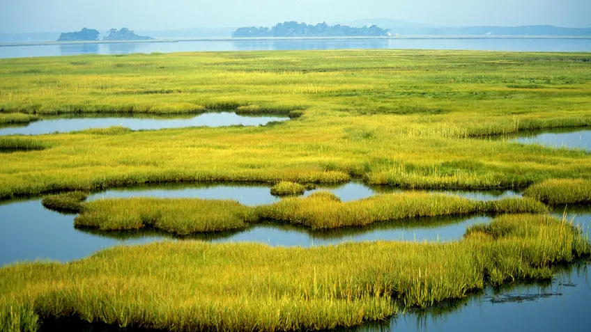 coastal wetland