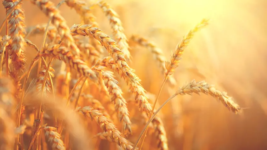 Adobe Stock Image: Wheat