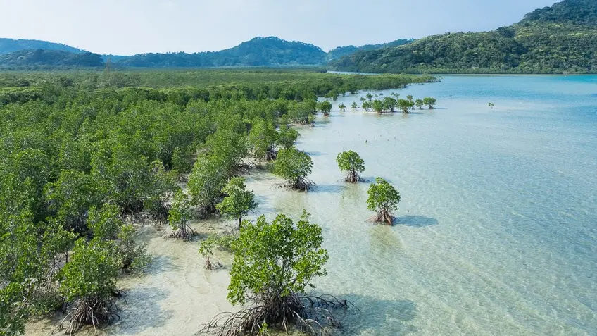 Mangrove swamp