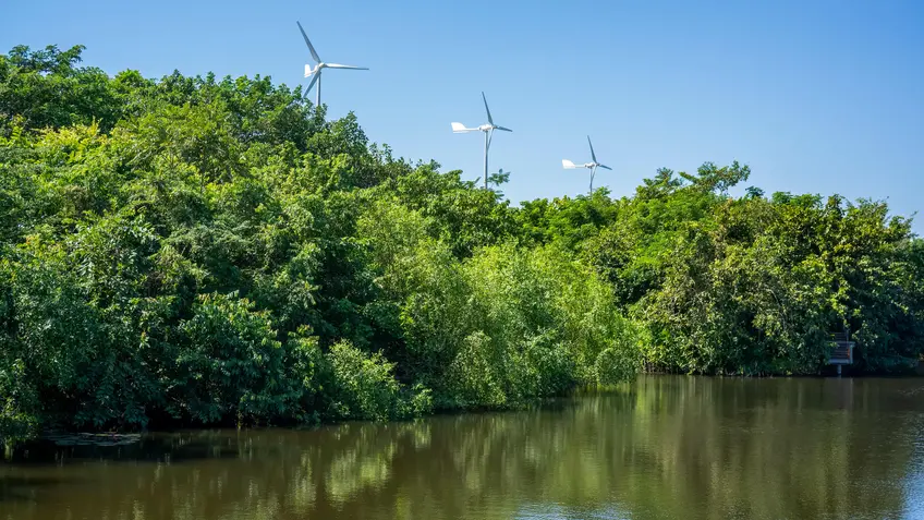 Mangrove forest with wind turbines