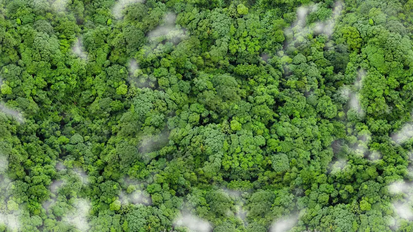 carbon sink forest