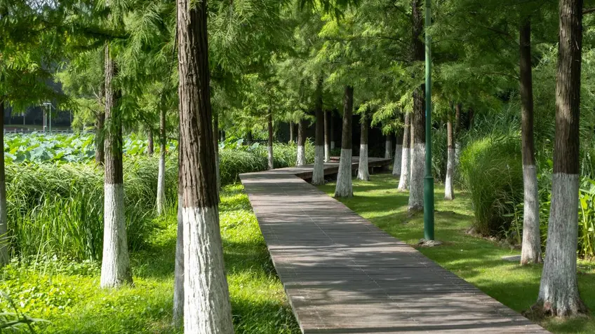 Curved wooden forest walkway