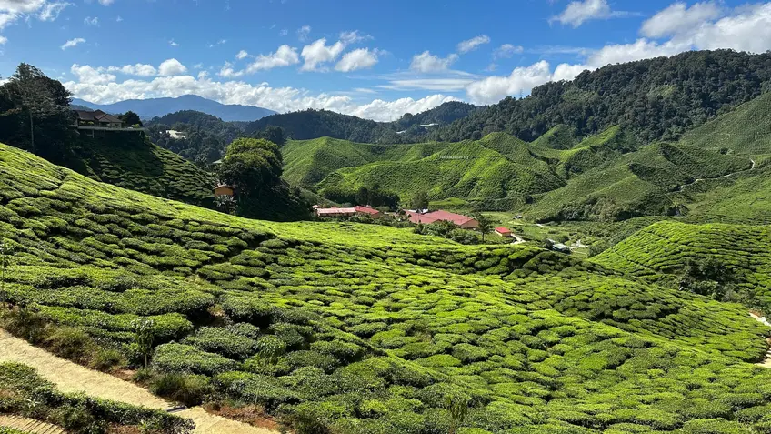 Panoramic view of Cameroon highland valleys with rolling green hills covered in tea plantations, scattered houses with red roofs, and forested mountains in the background under a bright blue sky with clouds.