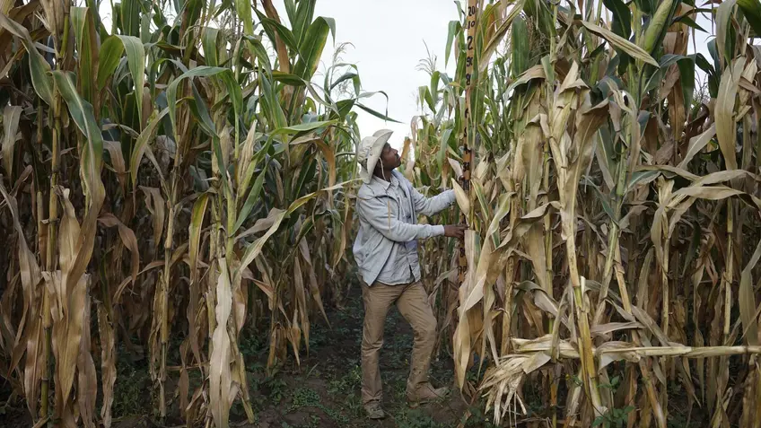 Goshime Muluneh, Director of Hawassa Maize Research Sub-center measuring plant height, Wondo Genet Research Center