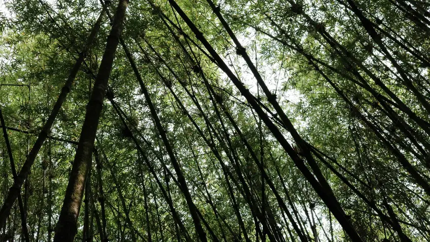 Forest 