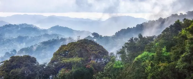 Nyungwe National Park, Rwanda